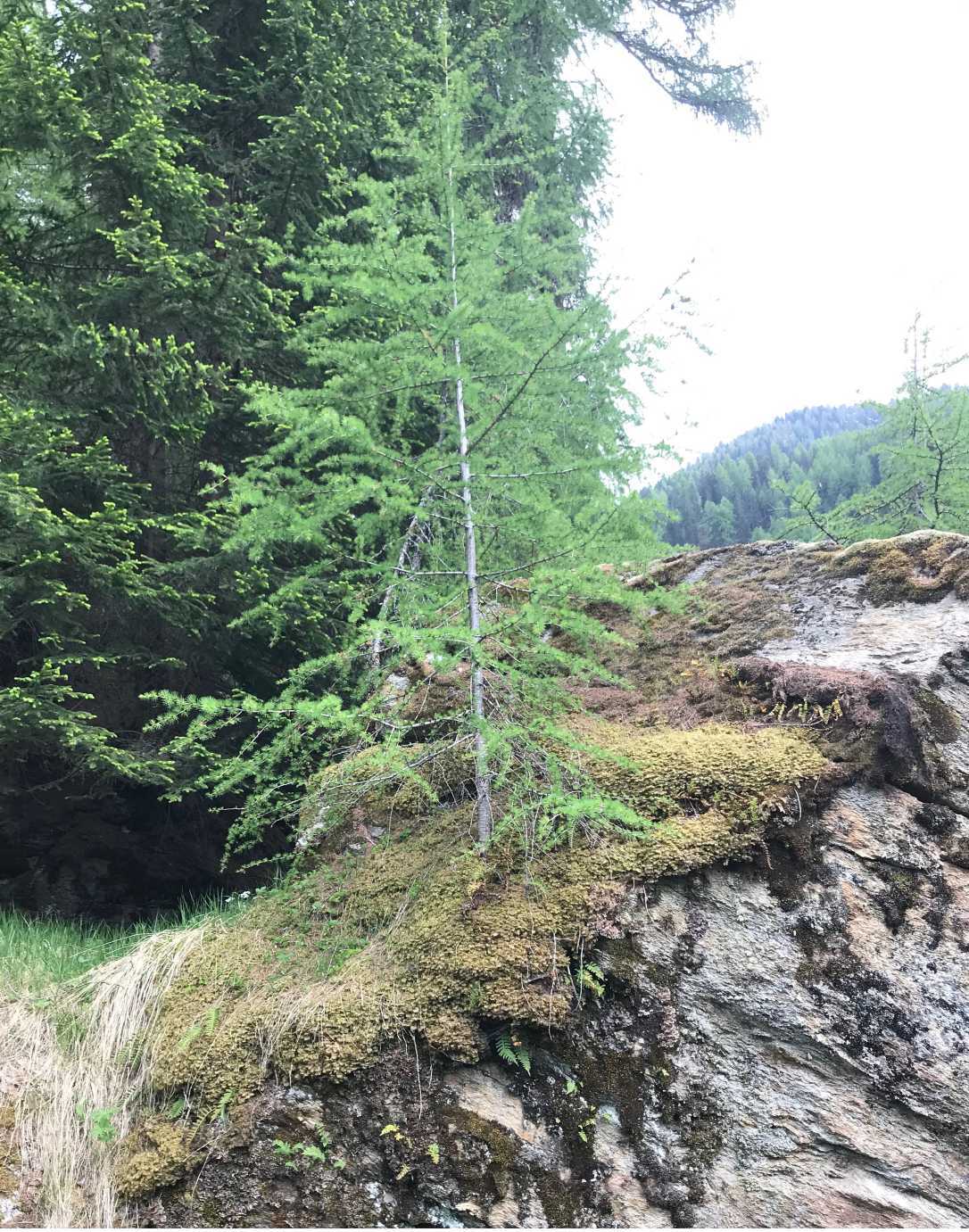 Eine Tanne wächst auf einem Felsbrocken. Ohne Optimismus, einem Resilienzfaktor, wäre sie schon längst eingegangen.