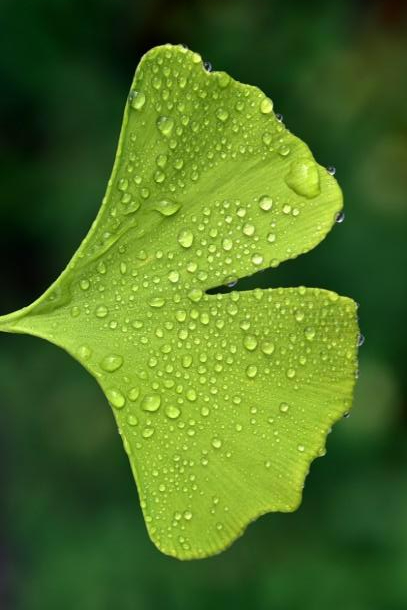 Das Logo des Resilienz-Ateliers zeigt ein Ginkgoblatt. Ein Ginkgo symbolisiert Widerstandskraft, Alter, Anpassungsfähigkeit an Neues, Stabilität, Flexibilität oder kurz
